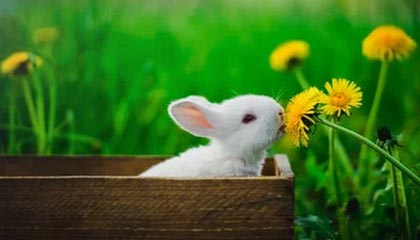 开云官方-沙特球队连续保持不败，沙特队首发